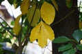 Yellow leaves of Dendropanax trifidus.