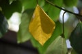 Yellow leaves of Dendropanax trifidus.