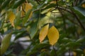 Yellow leaves of Dendropanax trifidus. Royalty Free Stock Photo