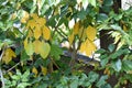 Yellow leaves of Dendropanax trifidus. Royalty Free Stock Photo