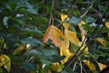 Yellow leaves of Dendropanax trifidus. Royalty Free Stock Photo