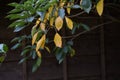 Yellow leaves of Dendropanax trifidus.