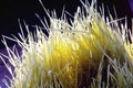 Close up of blades of grass over black. Royalty Free Stock Photo