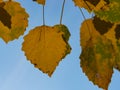 Yellow leaves of European aspen or Populus tremula in autumn against sunlight background, selective focus, shallow DOF Royalty Free Stock Photo