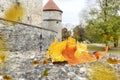 Yellow leaves fall Autumn in Tallinn old town tower red roof medieval wall travel to Estonia, weather forecast cold season Royalty Free Stock Photo