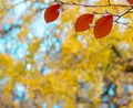 Yellow leaves, fall colors in a park in the city of Donostia, Euskadi Royalty Free Stock Photo