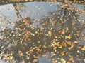 Yellow leaves fall into river, reflected on the water