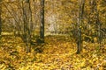 Yellow leaves fall to the in the autumn Royalty Free Stock Photo