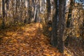 Yellow leaves fall to the in the autumn. Forest Road. nature trail of the traveler. Sunny day in the woods. Open-air walks Royalty Free Stock Photo