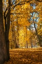 Yellow leaves fall to the in the autumn Royalty Free Stock Photo