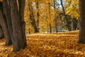 Yellow leaves fall to the in the autumn Royalty Free Stock Photo