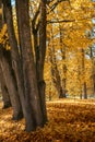 Yellow leaves fall to the in the autumn Royalty Free Stock Photo