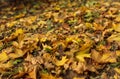 Yellow leaves fallen on the grass. Close-up of colorful foliage in warm sunlight. Autumn forest on a sunny day. Soft focus Royalty Free Stock Photo