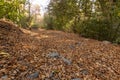 Wide path covered with leaves Royalty Free Stock Photo