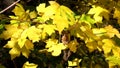 Yellow leaves of field maple rustle in the wind and the last hoverfly flies flying from leaf to leaf