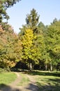 Yellow leaves on the floor . Background of colorful autumn leaves on forest floor . Abstract autumn Royalty Free Stock Photo