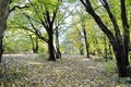 Yellow leaves on the floor . Background of colorful autumn leaves on forest floor . Abstract autumn Royalty Free Stock Photo