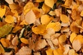 Yellow leaves form a spectacular scene