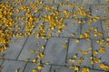 Yellow leaves of a gingko biloba tree fallen on the ground. gray granite paving covered with a layer of ginkgo leaves. the tree is Royalty Free Stock Photo