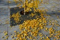 Yellow leaves of a gingko biloba tree fallen on the ground. gray granite paving covered with a layer of ginkgo leaves. the tree is Royalty Free Stock Photo