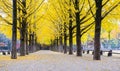 Yellow Leaves of Ginkgo in Autumn at at Nami Island South korea Royalty Free Stock Photo
