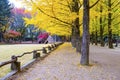 Yellow Leaves of Ginkgo in Autumn at at Nami Island South korea Royalty Free Stock Photo