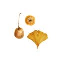 Yellow leaves of Ginkgo Biloba with fruits. Watercolor illustration on white Royalty Free Stock Photo