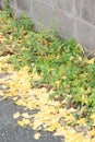 Yellow-leaved Ginkgo Fallen Leaves and Green Grass Royalty Free Stock Photo