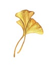 Yellow leaves, ginkgo isolated on white background. Autumn botanical Royalty Free Stock Photo