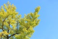 Yellow leaves ginkgo tree with blue sky as background