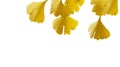 Yellow leaves of Ginkgo tree Ginkgo biloba, known as ginkgo or gingko isolated on white background. Golden foliage elegant natur Royalty Free Stock Photo
