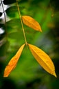 Yellow leaves on green background-nature photographs