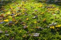 Yellow leaves on the green grass, sunlight and bright, autumn background Royalty Free Stock Photo