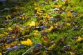 Yellow leaves on the green grass, sunlight and bright, autumn background Royalty Free Stock Photo