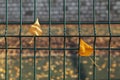 Yellow leaves on a grid of green fence on a blurred background. Abstract autumn background Royalty Free Stock Photo