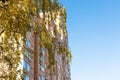 Yellow leaves and high-rise apartment house Royalty Free Stock Photo