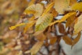 Yellow leaves on a hornbeam branches in a autumn day