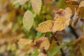 yellow leaves on a hornbeam branches in a autumn day