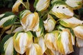 The yellow leaves of hostas in autumn