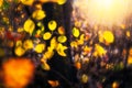 The yellow leaves illuminated by light Royalty Free Stock Photo