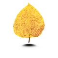 Yellow leaves isolated whiter background