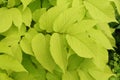 Yellow leaves of Japanese Spikenard `Sun King` Royalty Free Stock Photo