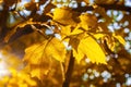 Yellow leaves of a Kalina tree in autumn in the rays of warm sunny evening light against a blue sky Royalty Free Stock Photo