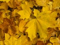 Yellow leaves laying on the ground. Autumn time. Royalty Free Stock Photo