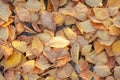 Yellow leaves lie on the ground