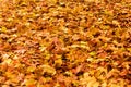 Autumn. Leaf fall. A carpet of yellow leaves. Yellow maple leaves lie on the ground Royalty Free Stock Photo