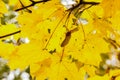 Yellow leaves maple rayed sunny background close-up floral background autumn design Royalty Free Stock Photo