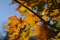 Yellow leaves of a maple tree in autumn