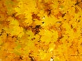 Yellow leaves of a Maple tree in Fall