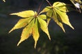 Yellow leaves of the maple trees Royalty Free Stock Photo